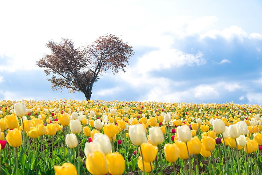 四季彩の丘:チューリップ畑