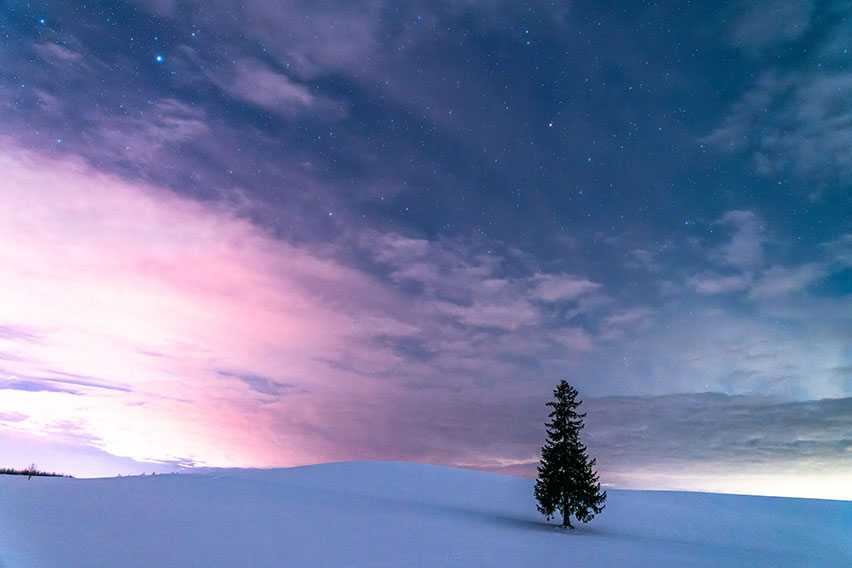 クリスマスツリーの木
