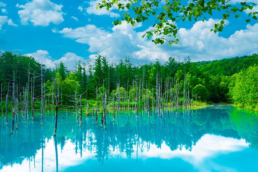 美瑛:白金青い池