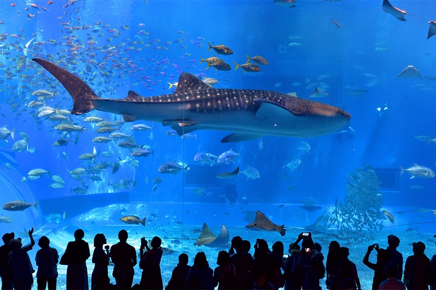 沖縄美ら海水族館:大水槽(黒潮の海)
