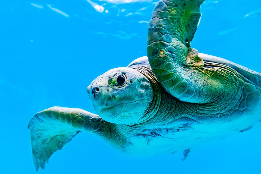 ウミガメ