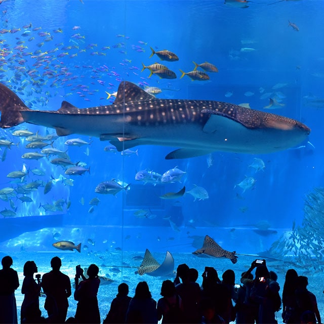 沖縄美ら海水族館