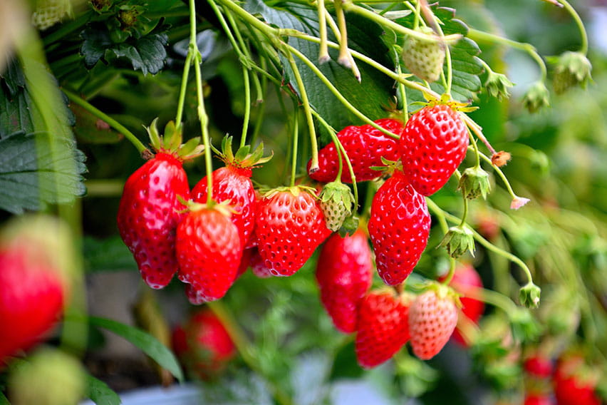 静岡：いちご狩り