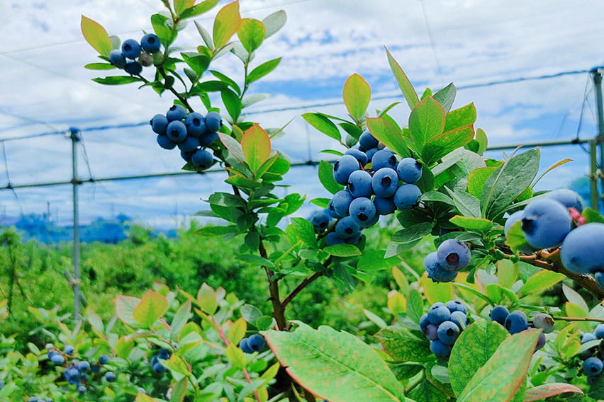 長野：ブルーベリー狩り