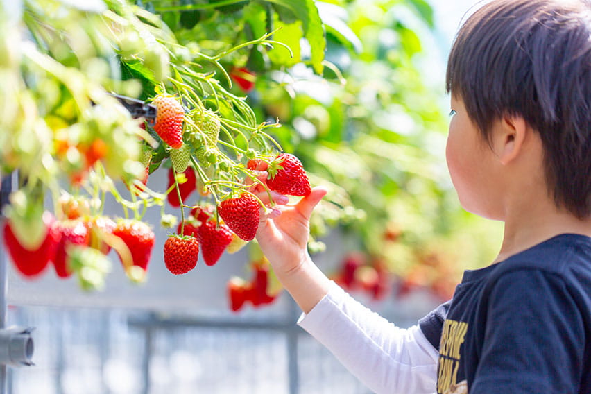 福岡：あまおう狩り
