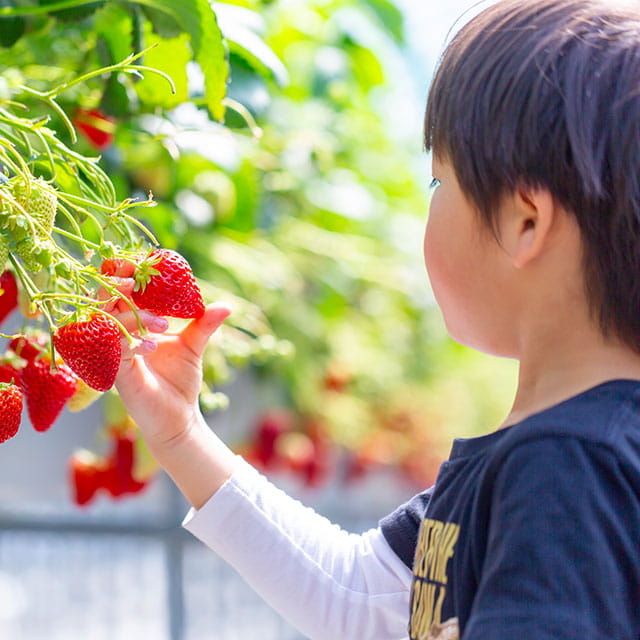 フルーツ収穫体験