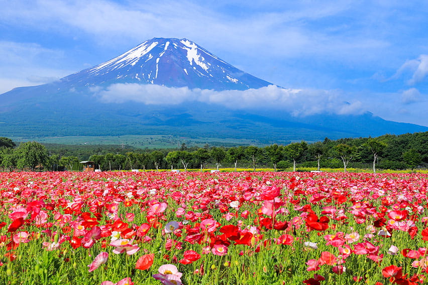 山中湖（山梨）