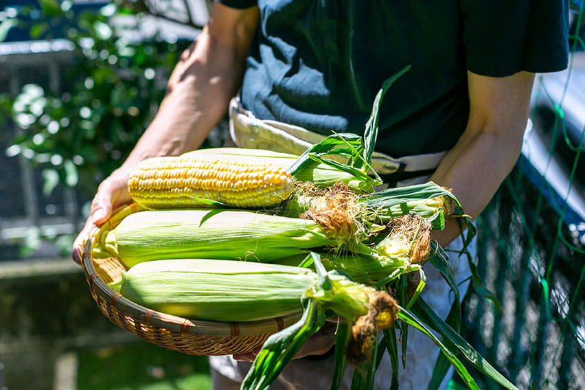 北海道：富良野
