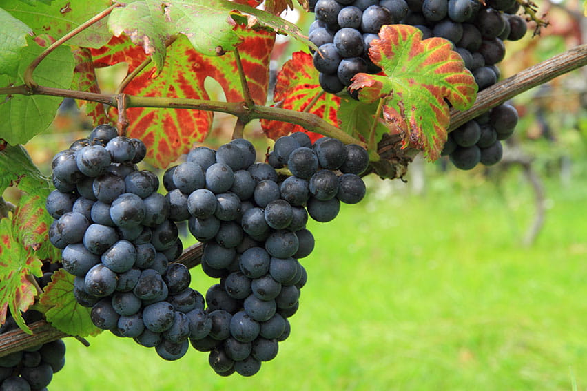 ピノ・ノワール（北海道）