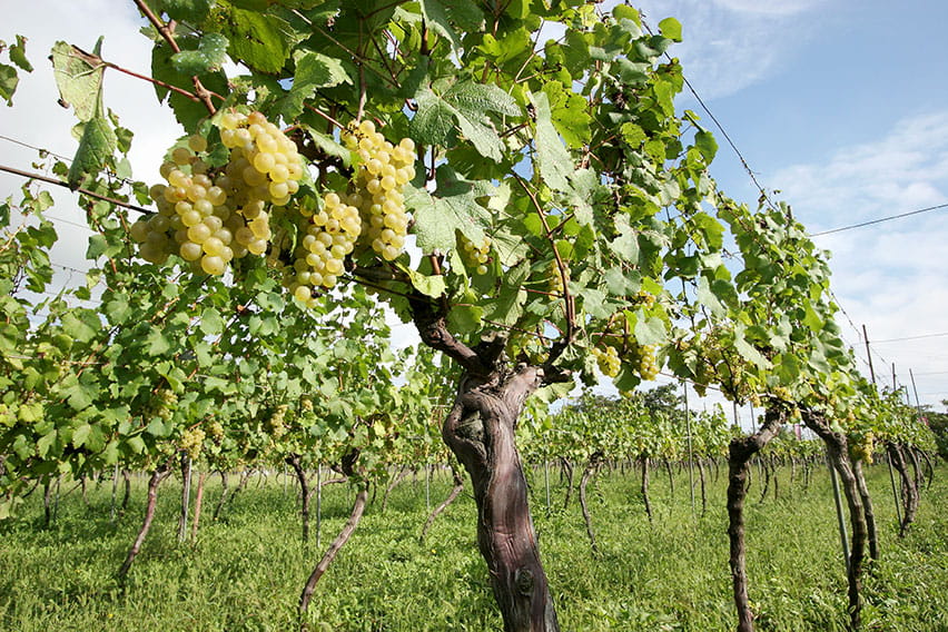 シャルドネ（山形）