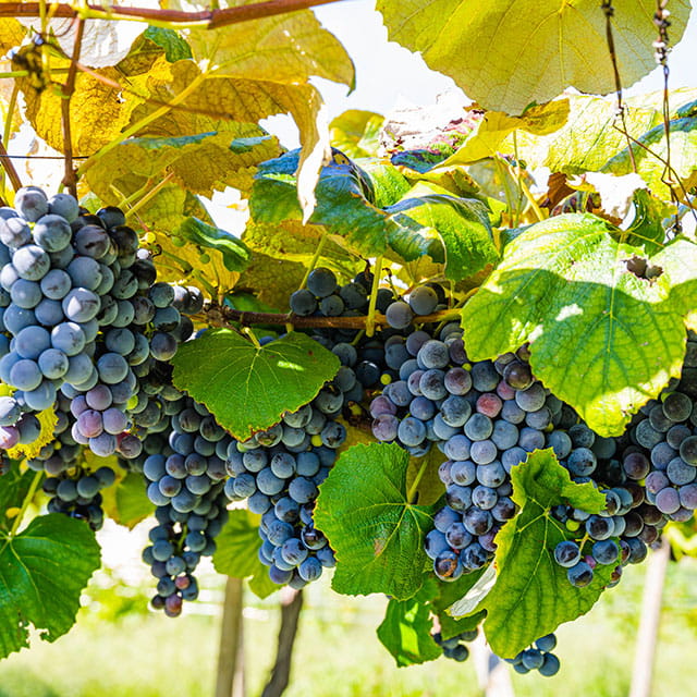 ワイン農園見学・試飲