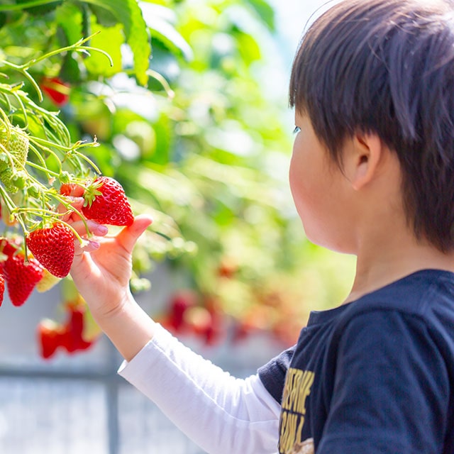 フルーツ収穫体験