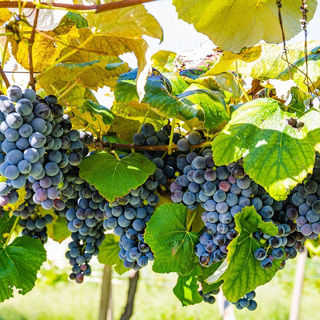 ワイン農園見学・試飲