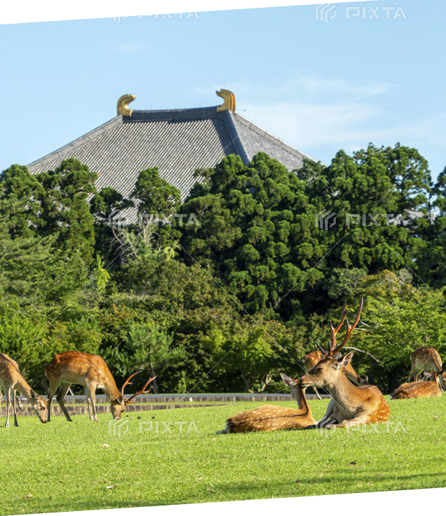 奈良公園