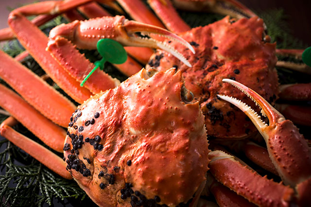 冬の味覚「間人ガニ」を満喫