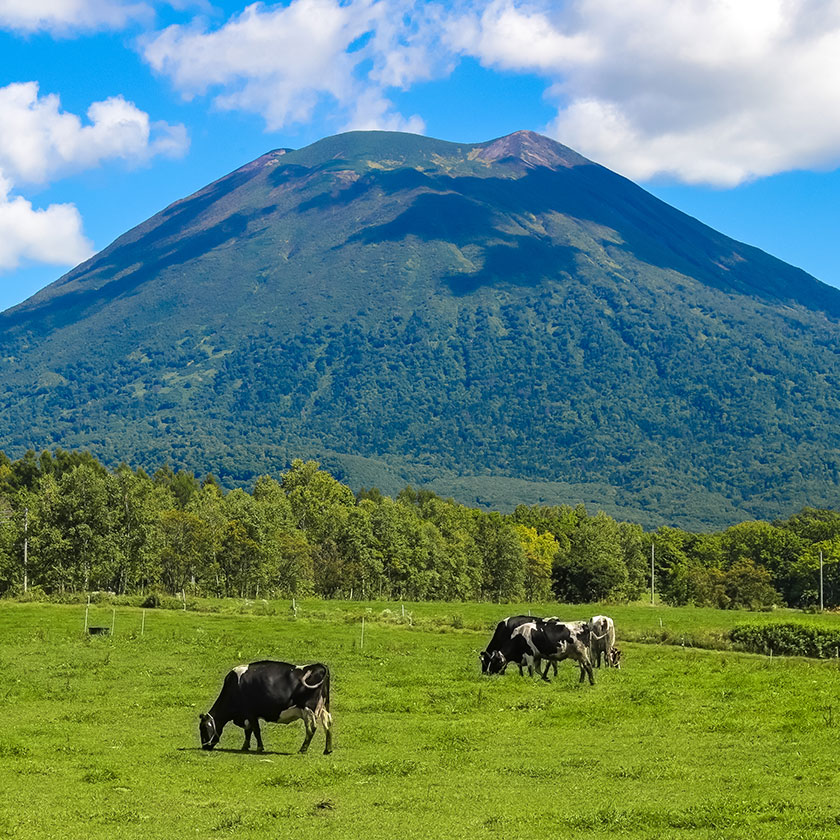 ニセコ滞在（大きな移動なし）<br>カスタマイズされた<br>アクティビティデイ