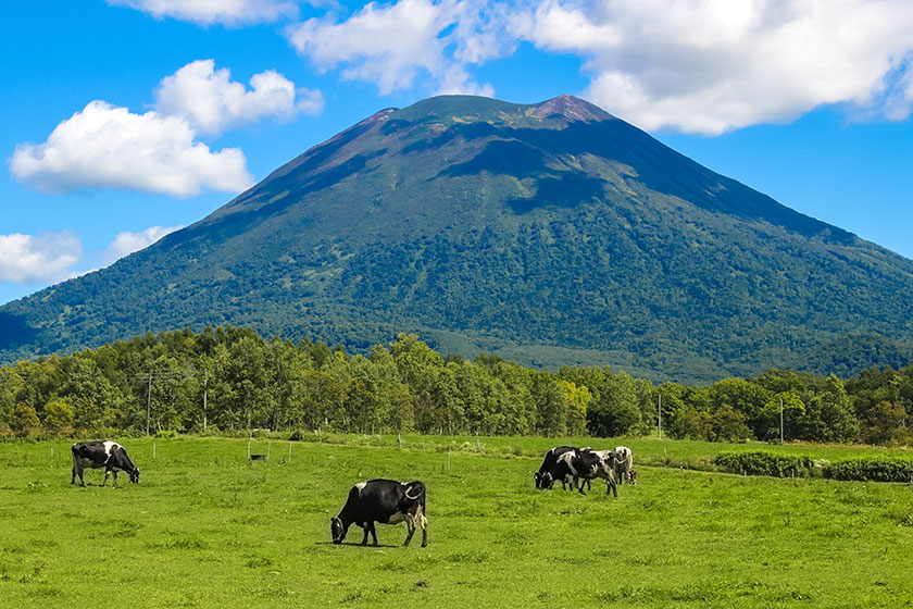 ニセコ滞在(大きな移動なし)<br>カスタマイズされた<br>アクティビティデイ